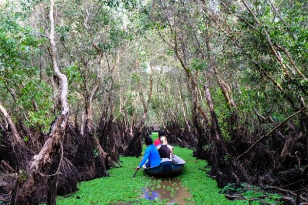 Rừng Tràm Trà Sư (An Giang): Kinh nghiệm du lịch tự túc đầy đủ nhất