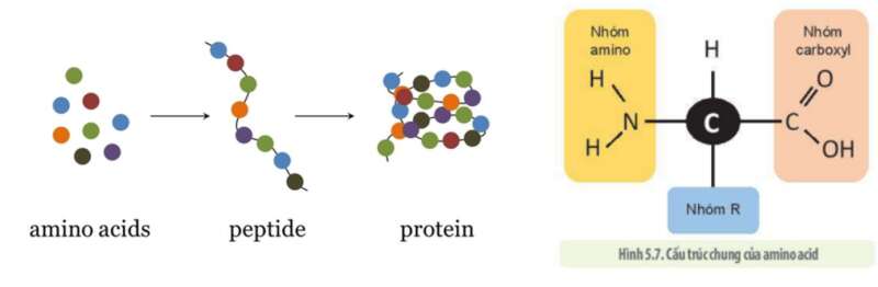 Vì sao chỉ có 20 loại amino acid nhưng tạo nên rất nhiều loại protein