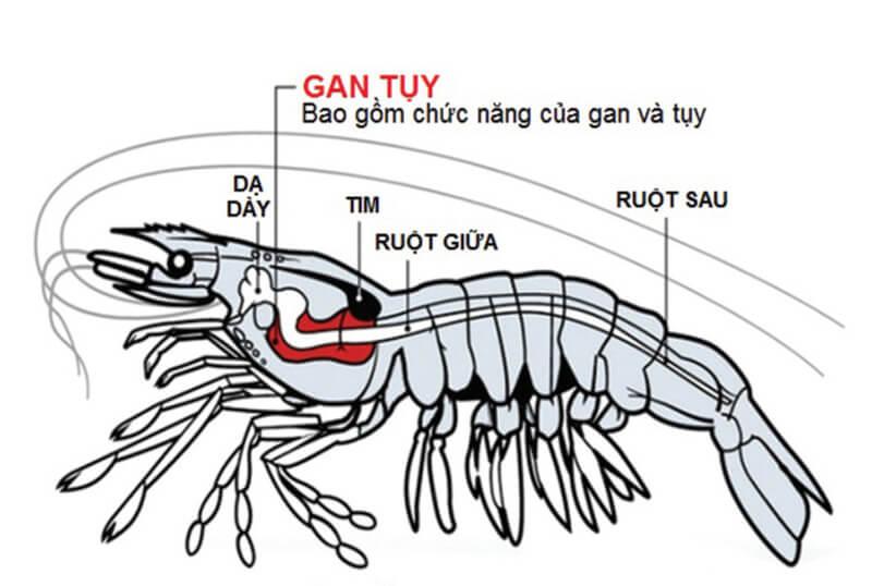 Đặc điểm cấu tạo của tôm thẻ chân trắng, tôm sú, tôm hùm