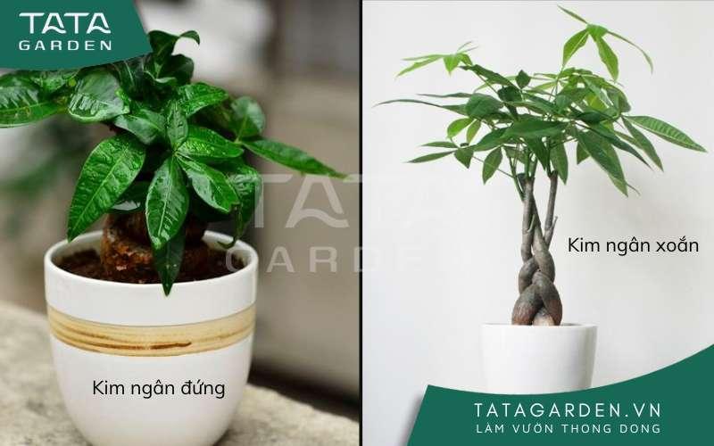 18 loại cây cảnh mini để bàn dễ trồng, hợp phong thủy trong nhà, văn phòng