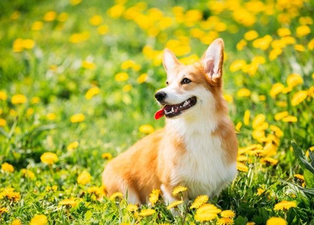 18 sự thật về chó Corgi khiến chúng trở thành vật nuôi tốt nhất - 2