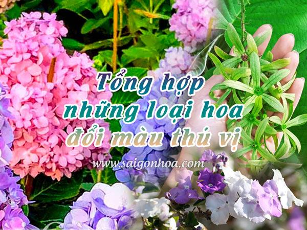 Tổng Hợp Những Loại Hoa Đổi Màu Thú Vị 