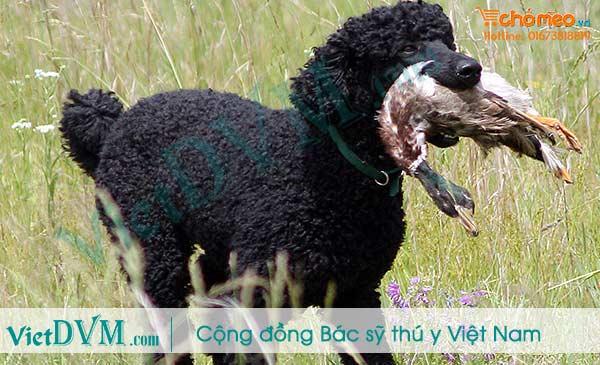 Làm thế nào để phân biệt các giống chó poodle?