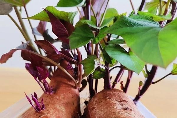 Khoai lang mọc mầm có độc?-1