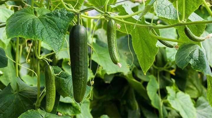 Ảnh hưởng của ánh sáng đến năng suất của cây dưa chuột trong nhà lưới