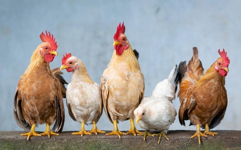Giá gia cầm hôm nay. Cập nhật giá gà, vịt, heo mới nhất hôm nay