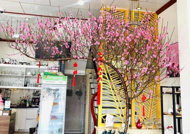 Cách hãm hoa đào nở sớm trong thời tiết nồm ẩm