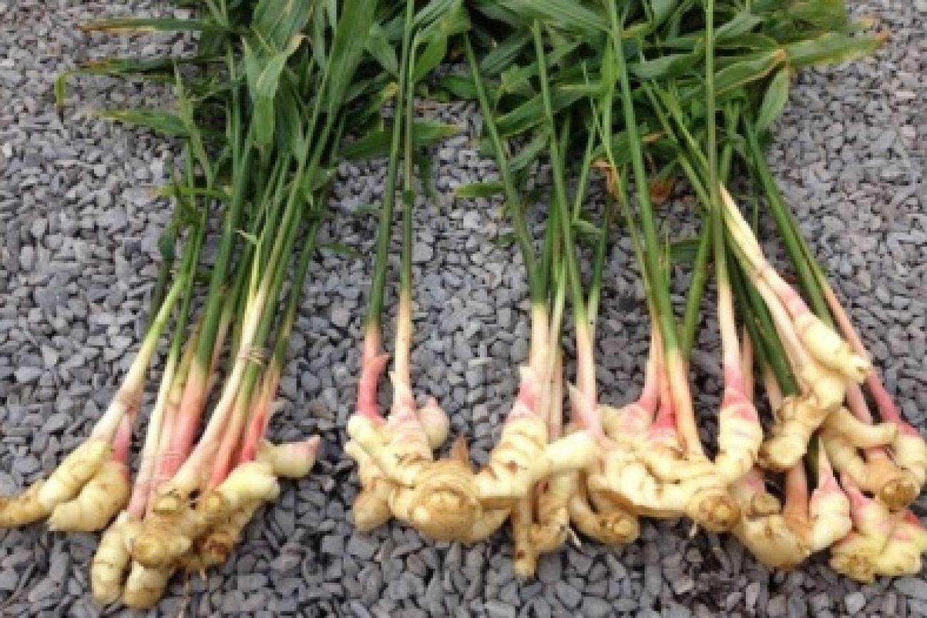 Kỹ thuật trồng và chăm sóc gừng - Sở Thông tin và Truyền thông Ninh Bình